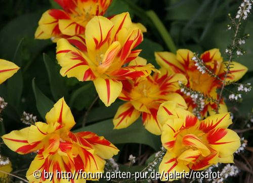 gefüllte Tulpe gelb-rot