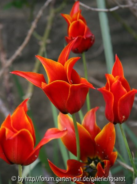 Lilienblütige Tulpe 