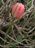 Tulpe rot-rosa-grün