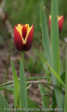 Tulpe dunkelrot mit gelbem Rand