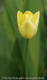Tulpe zartgelb
