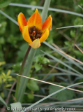 Botanische Tulpe gelb-orange