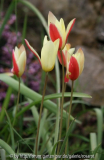 Tulipa clusiana 