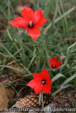Tulipa linifolia