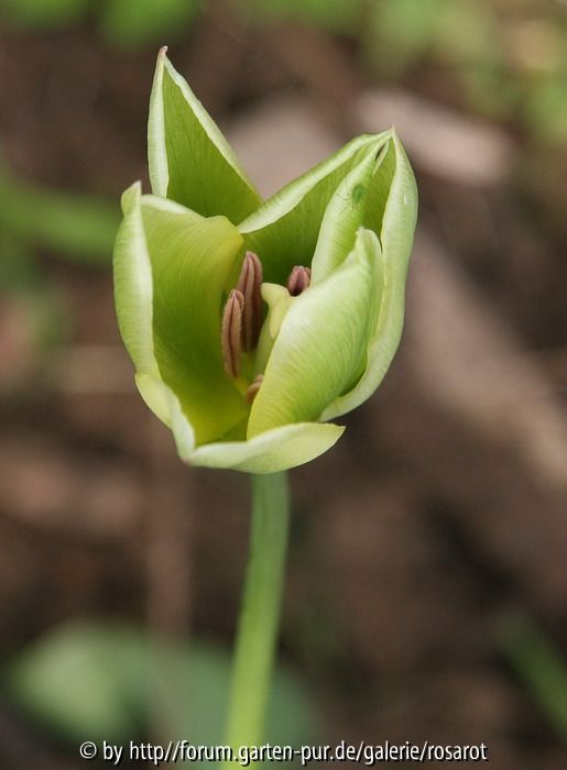 Tulpe 