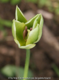 Tulpe 