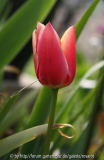 Tulpe rosa mit zartgelbem Rand
