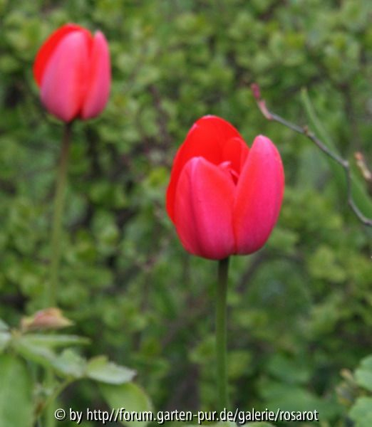 Tulpe rosarot