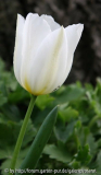 Tulpe weiß, historische Sorte