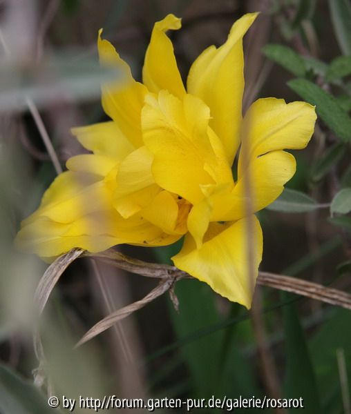 Tulpe gelb gefüllt