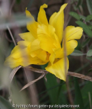 Tulpe gelb gefüllt