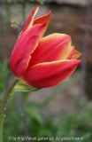 Tulpe hellrot mit gelbem Rand