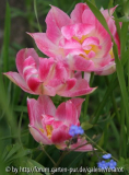 Tulpe 