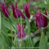 Lilienblütige Tulpe, violett