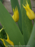 Lilienblütige Tulpe 