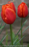 Tulpe rosaorange