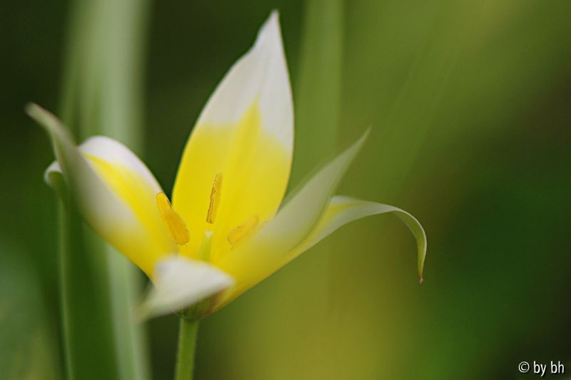 Tulipa tarda