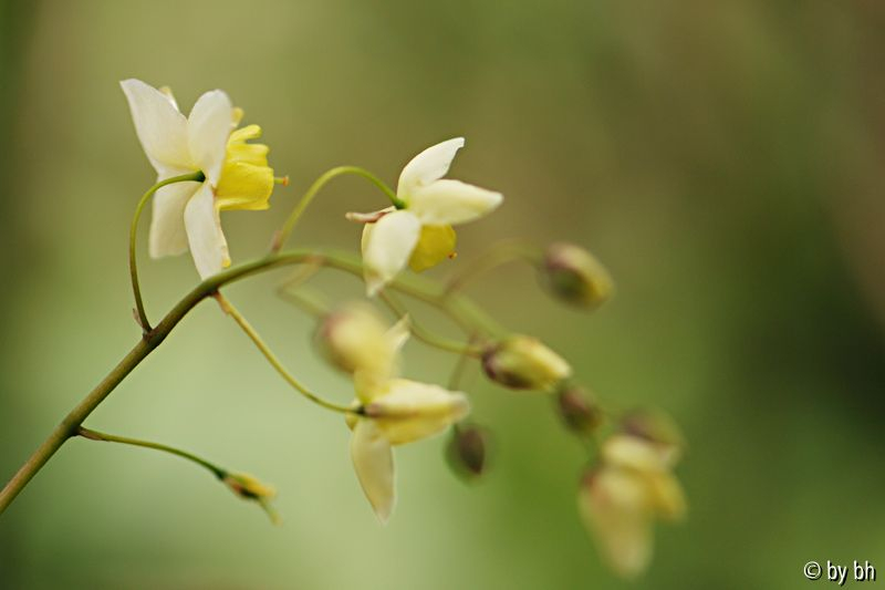 Epimedium versicolor ´Sulphureum´