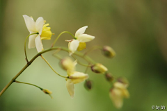 Epimedium versicolor ´Sulphureum´