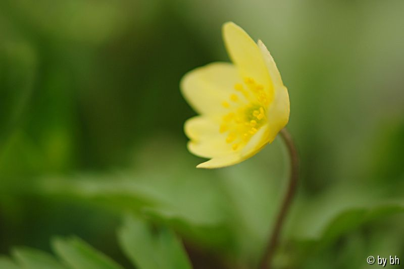 Anemone lipsiensis