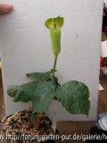 Arisaema_biauriculatum_A19_2005.jpg