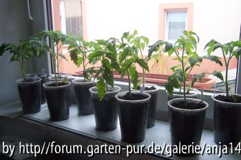 Tomaten210408