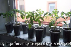 Tomaten210408