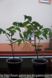Tomaten210408