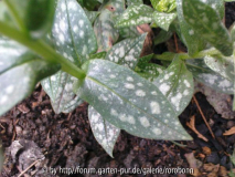 pulmonaria okupal 4.jpg