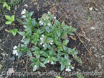 pulmonaria okupal 3.jpg