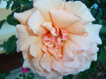 rose