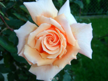 rose ,wer bin ich