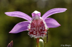 Pleione