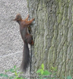 Eichhoernchen