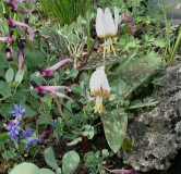 Erythronium caucasicum