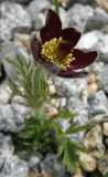 Pulsatilla rubra