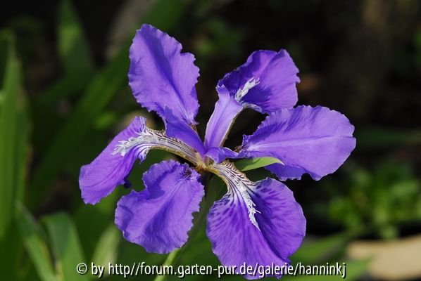 Iris tectorum