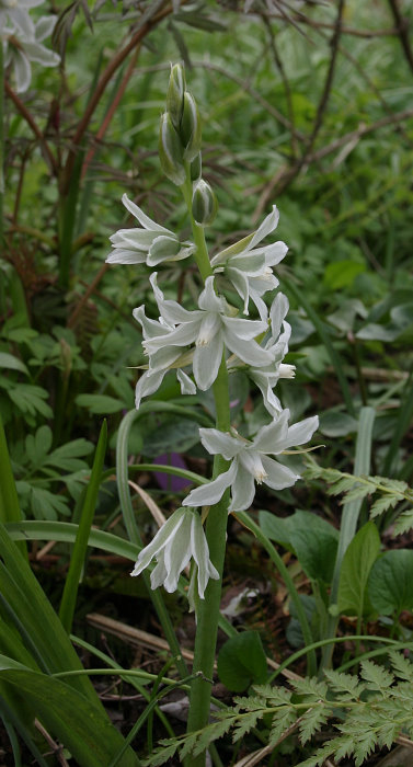 Ornithogalum nutans