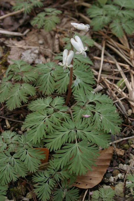 Dicentra canadensis
