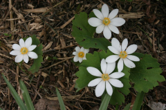 Sanguinaria canadensis