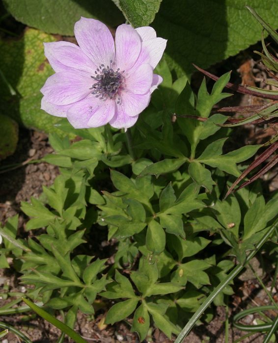 Anemone pavonina