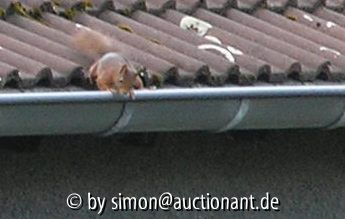 Eichhoernchen