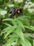 Fritillaria camschatcensis