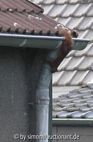 Eichhoernchen