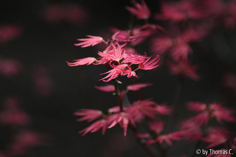 Pink Dwarf Welt