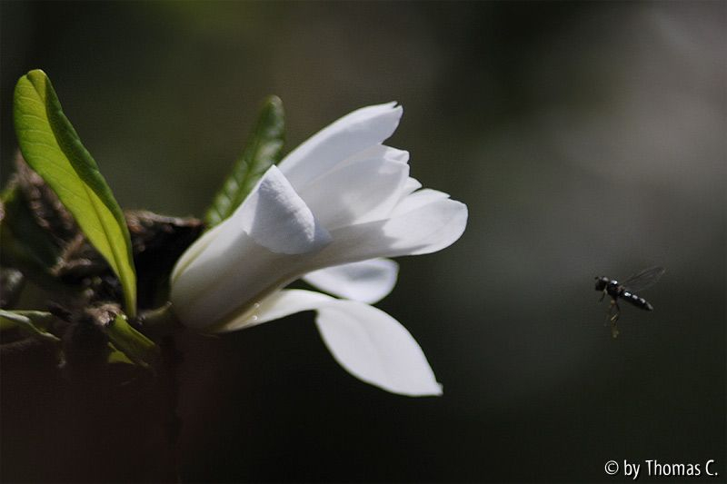 Sternmagnolienbesuch
