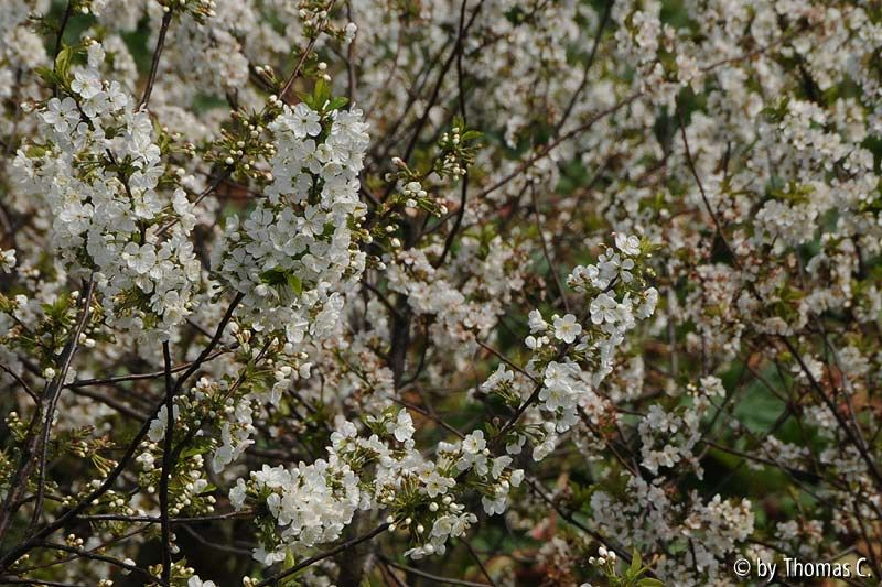Obstbäume in Blüte