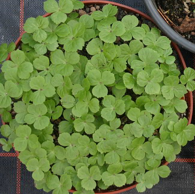 Podophyllum hexandrum - S2007