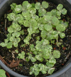 Podophyllum hexandrum - S2006