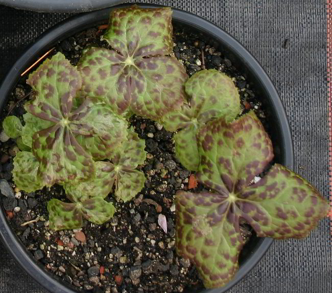 Podophyllum hexandrum - S2004